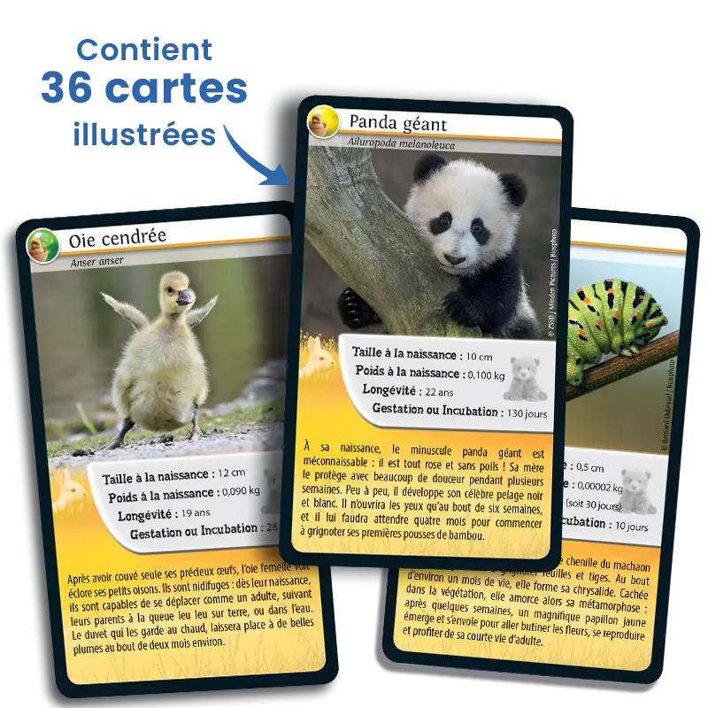 defis-nature-bebes-animaux (2).webp