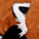 panda-roux-75-cm-2-69a7f5639fb18667339881.webp