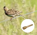 appeau-oiseau-alouette-des-champs-maunakea.webp